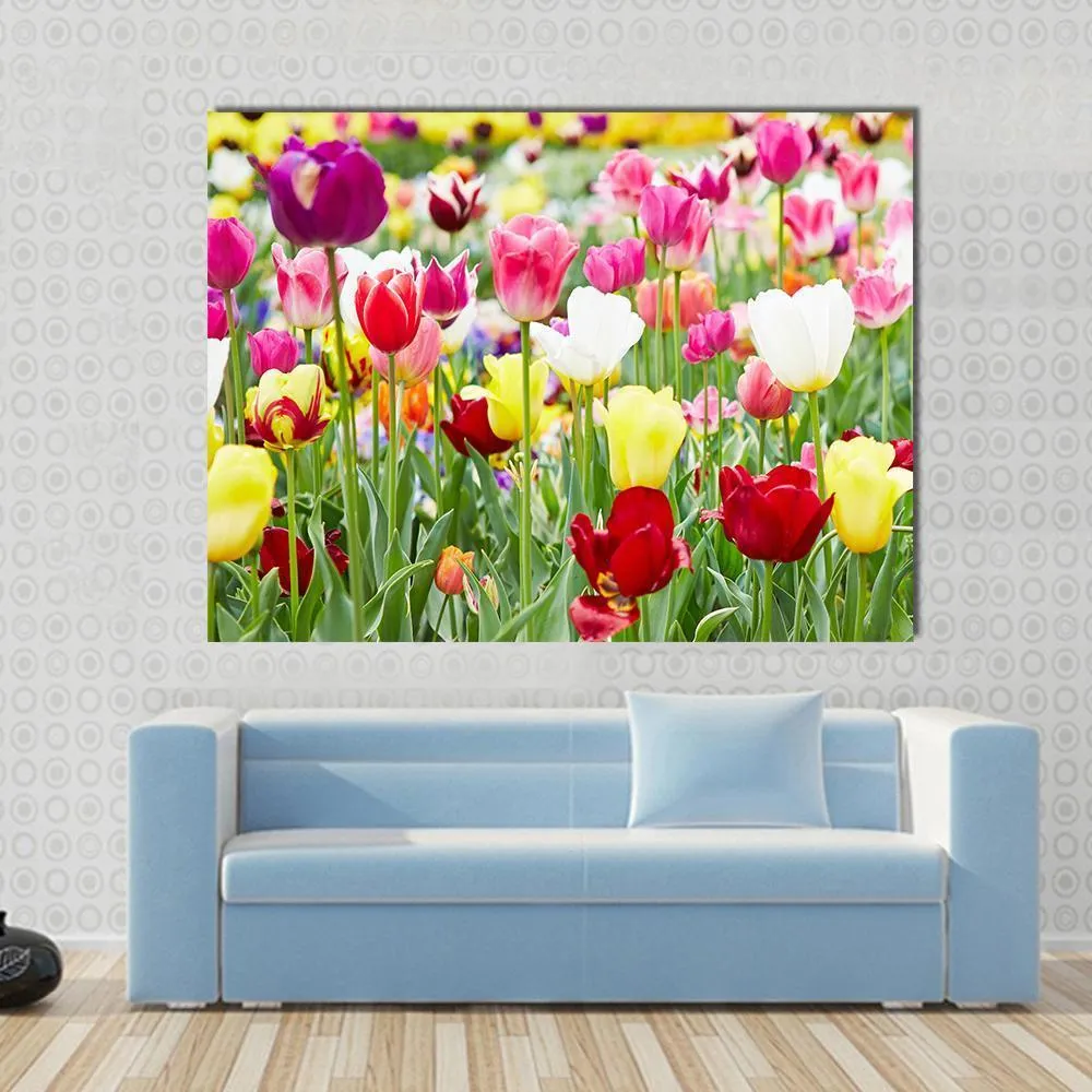 Blooming Tulips Canvas Wall Art