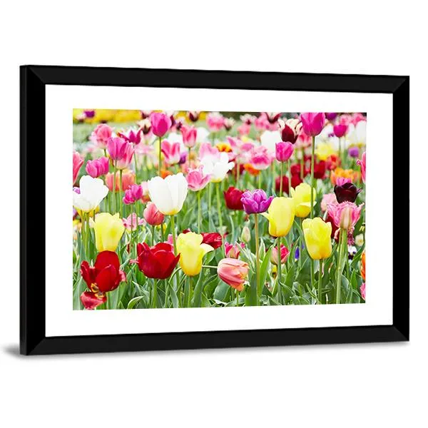 Blooming Tulips Canvas Wall Art