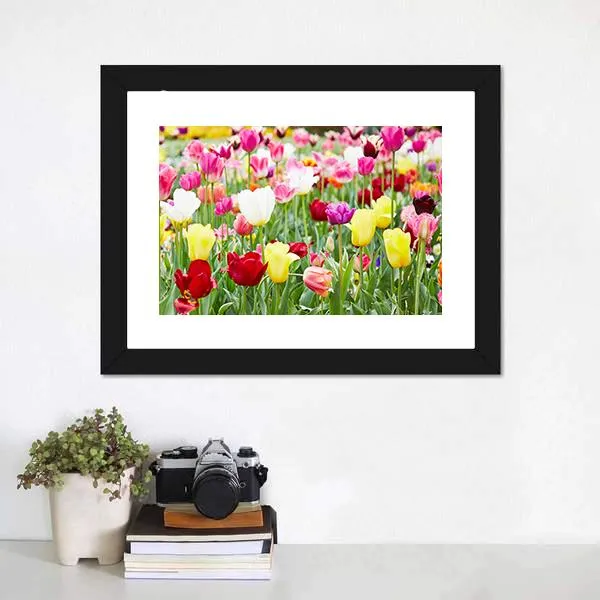 Blooming Tulips Canvas Wall Art