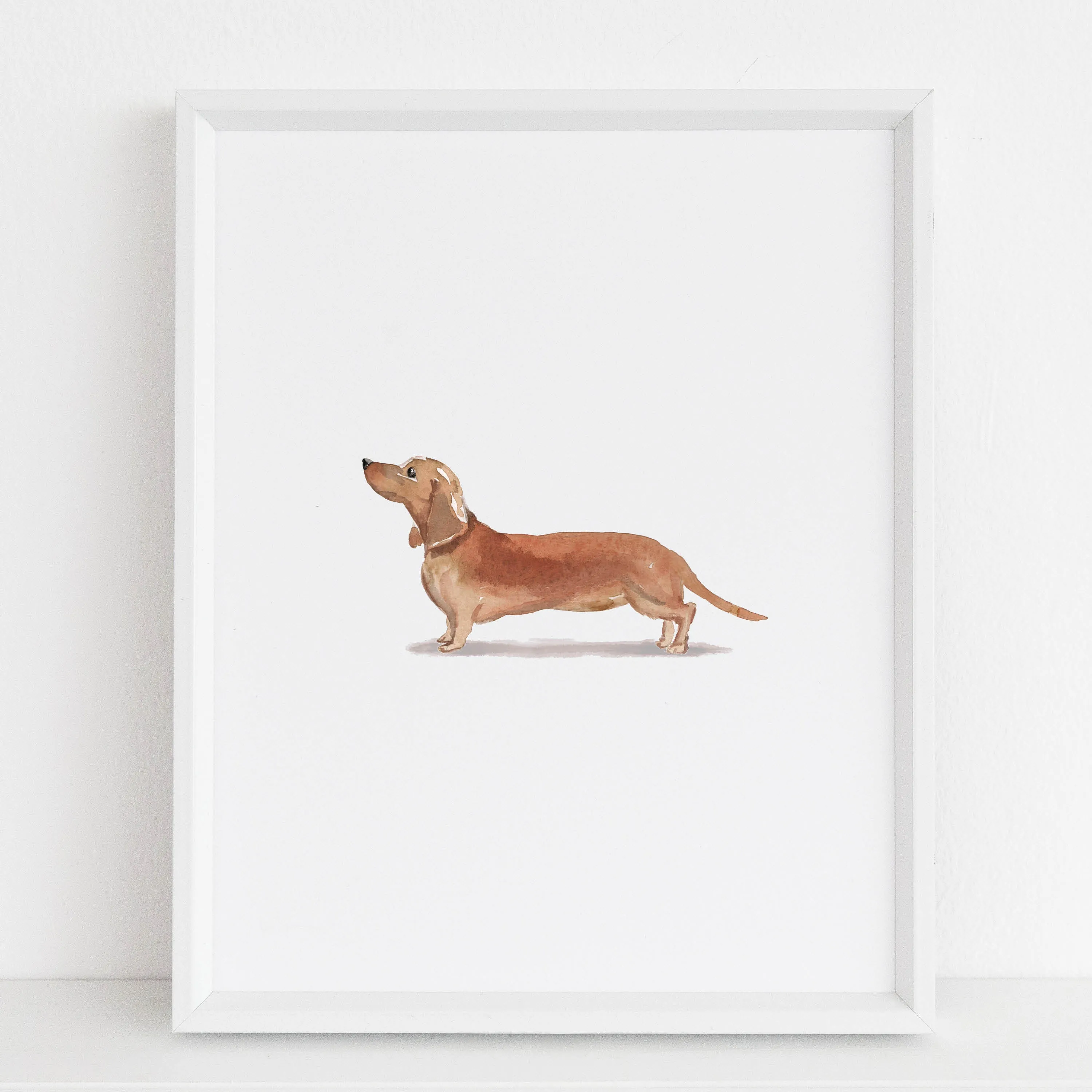 Brown Dachshund