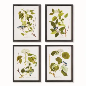 Four Floral & Berry Study - 4 Styles
