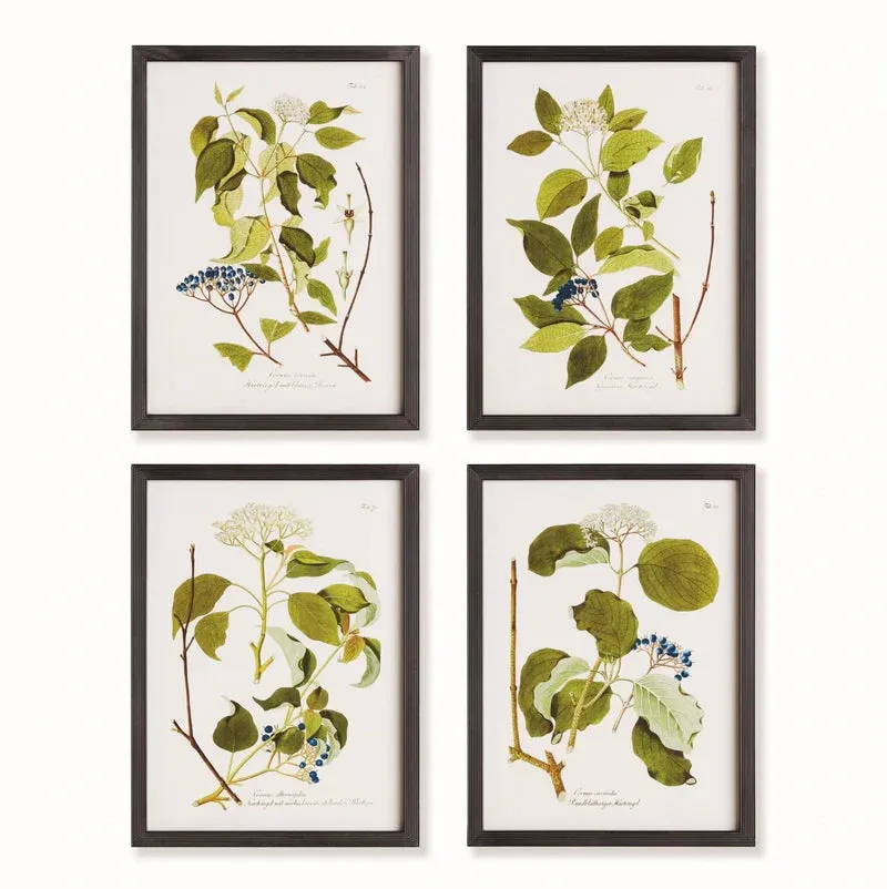 Four Floral & Berry Study - 4 Styles
