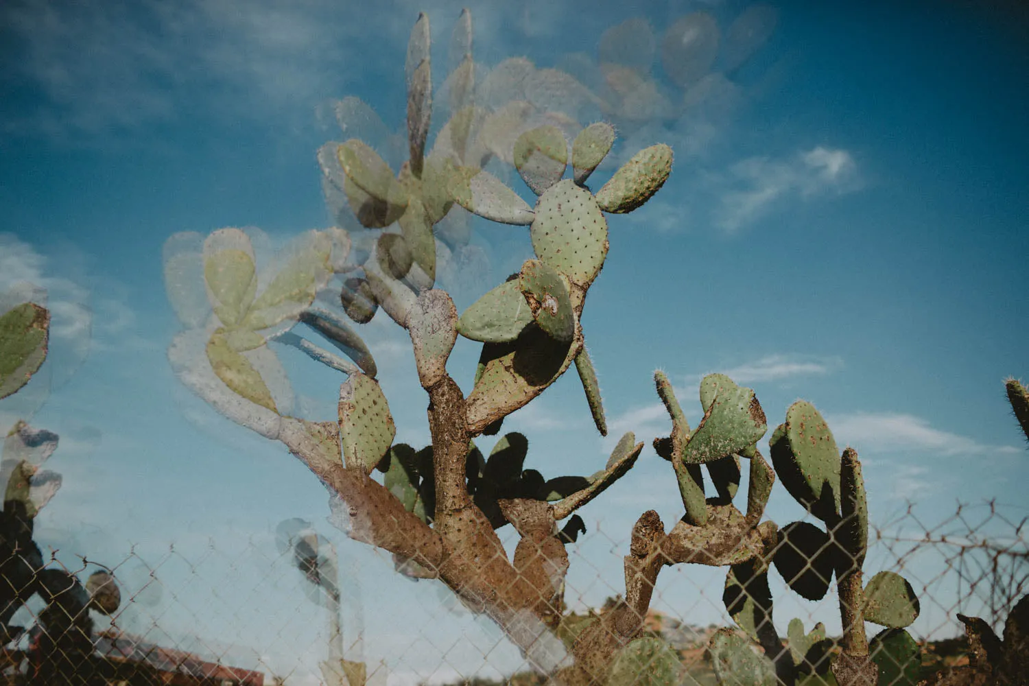 Photographic Print | Trippy Cactus