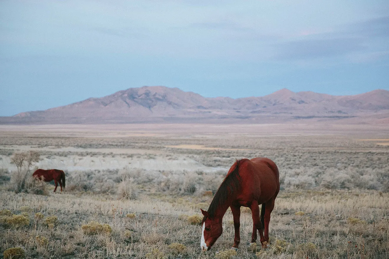 Photographic Print | Wild Horses