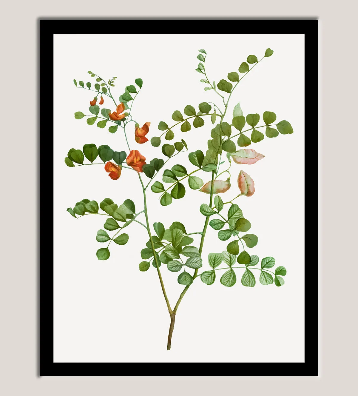Vintage Garden Blooms: Trio of Classic Botanical Art