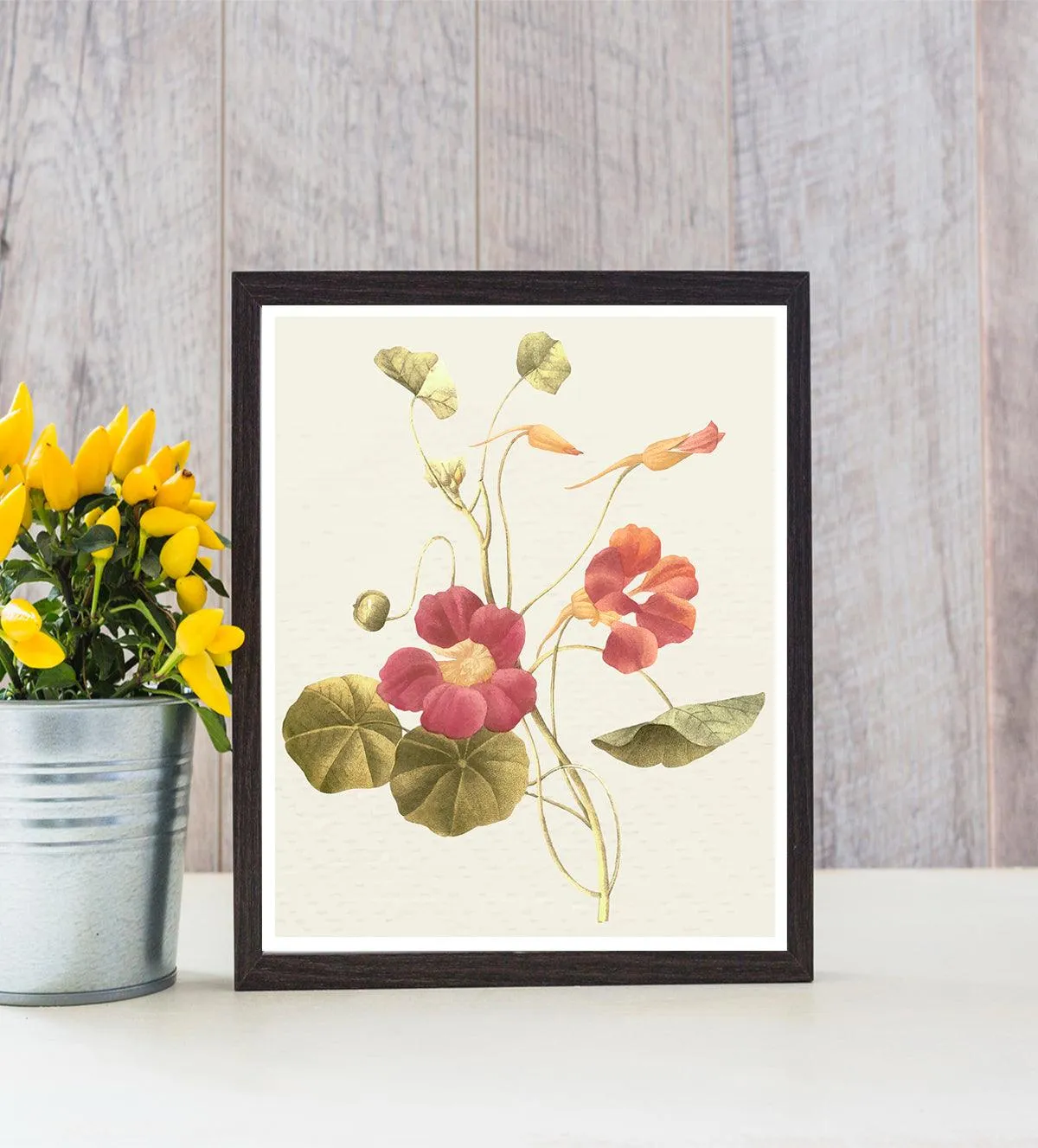 Vintage Garden Blooms: Trio of Classic Botanical Art