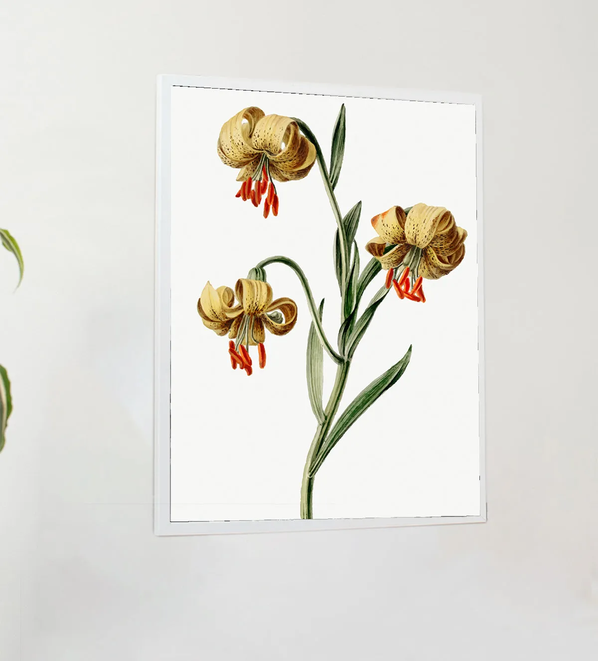 Vintage Garden Blooms: Trio of Classic Botanical Art